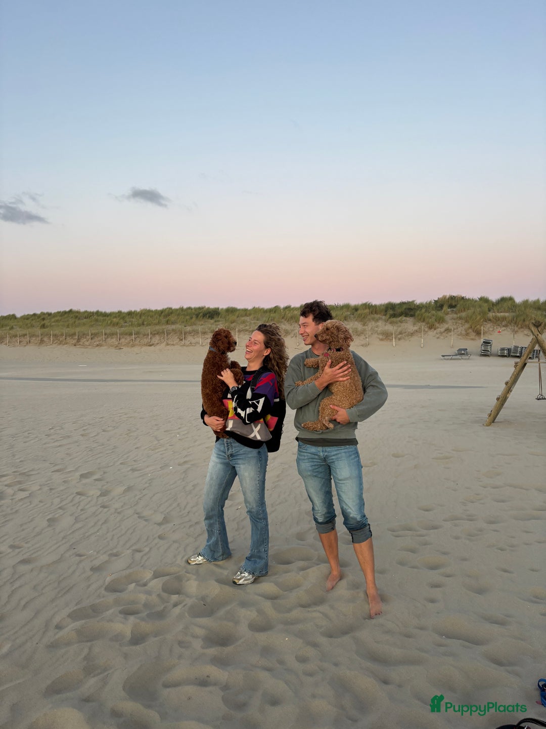 Labradoodle honden te koop: Mini labradoodle te koop - 1 teefje beschikbaar - Advertentie 10