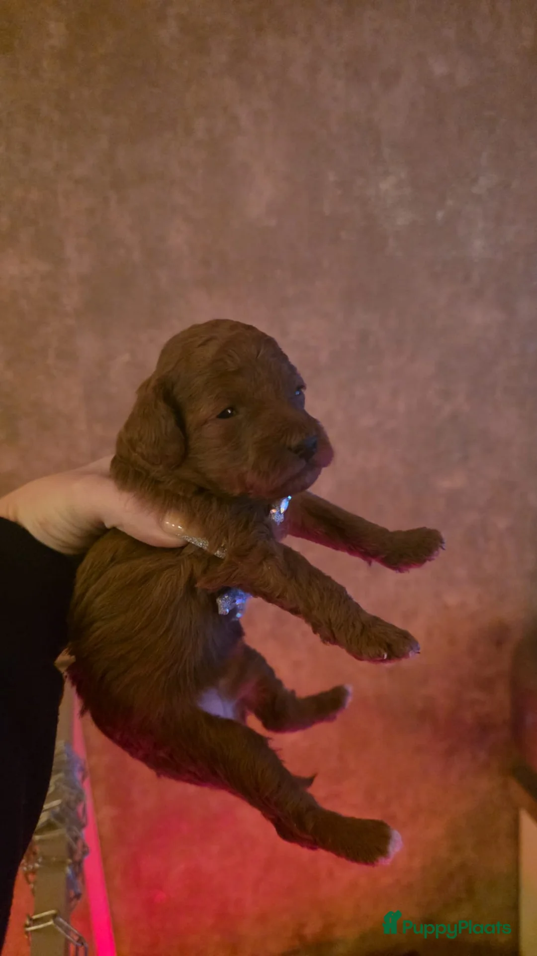 Poedel Toy honden te koop: Toy poedel pups - Advertentie 2