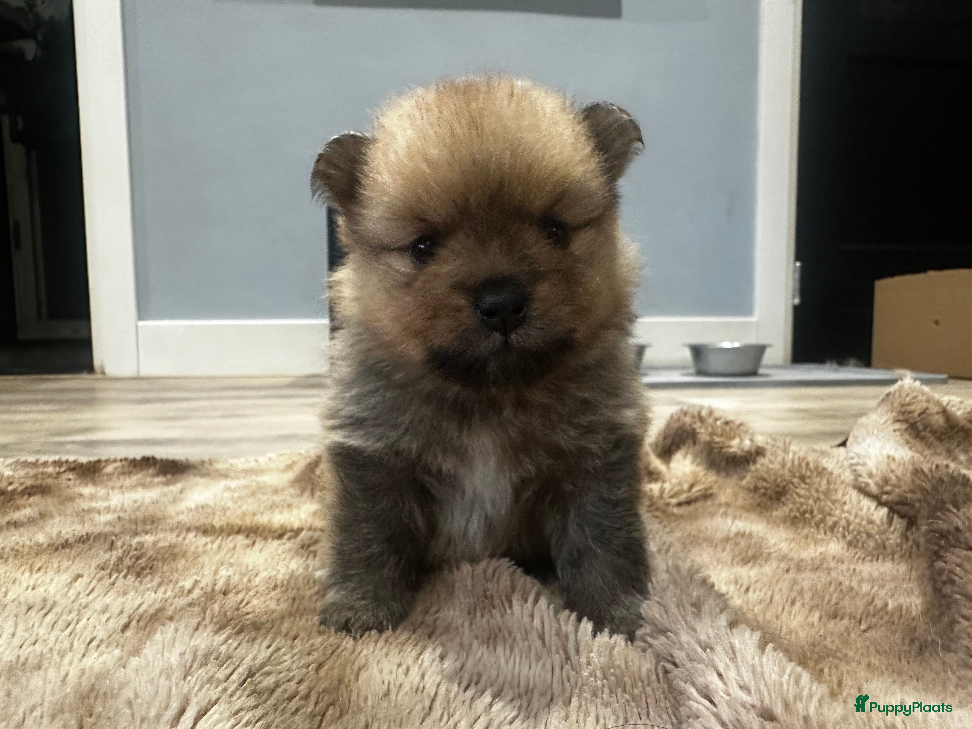 Pomeriaan honden   Pomeriaan teefje raszuiver ! - Advertentie 3