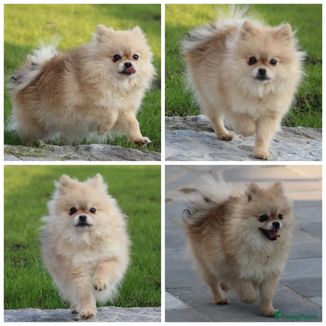 Pomeriaan honden te koop: Pomeriaan pups - Advertentie 17