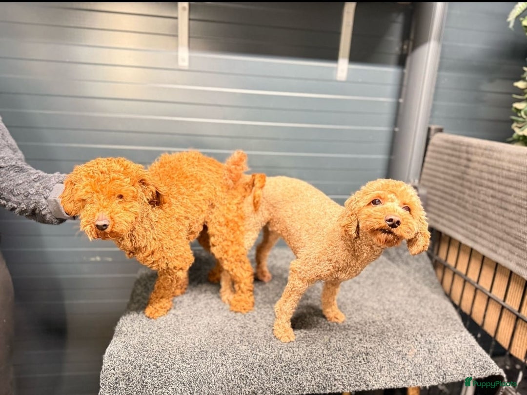 Dwergpoedel honden te koop: Dwergpoedel pups - Afbeelding 16