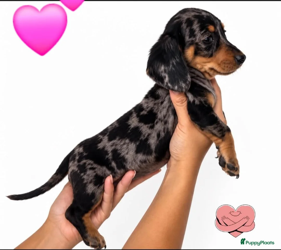 Dwergteckel honden te koop: 5 Schattige Miniature Dachshund Prinsesjes 🩷🐾 - Advertentie 6