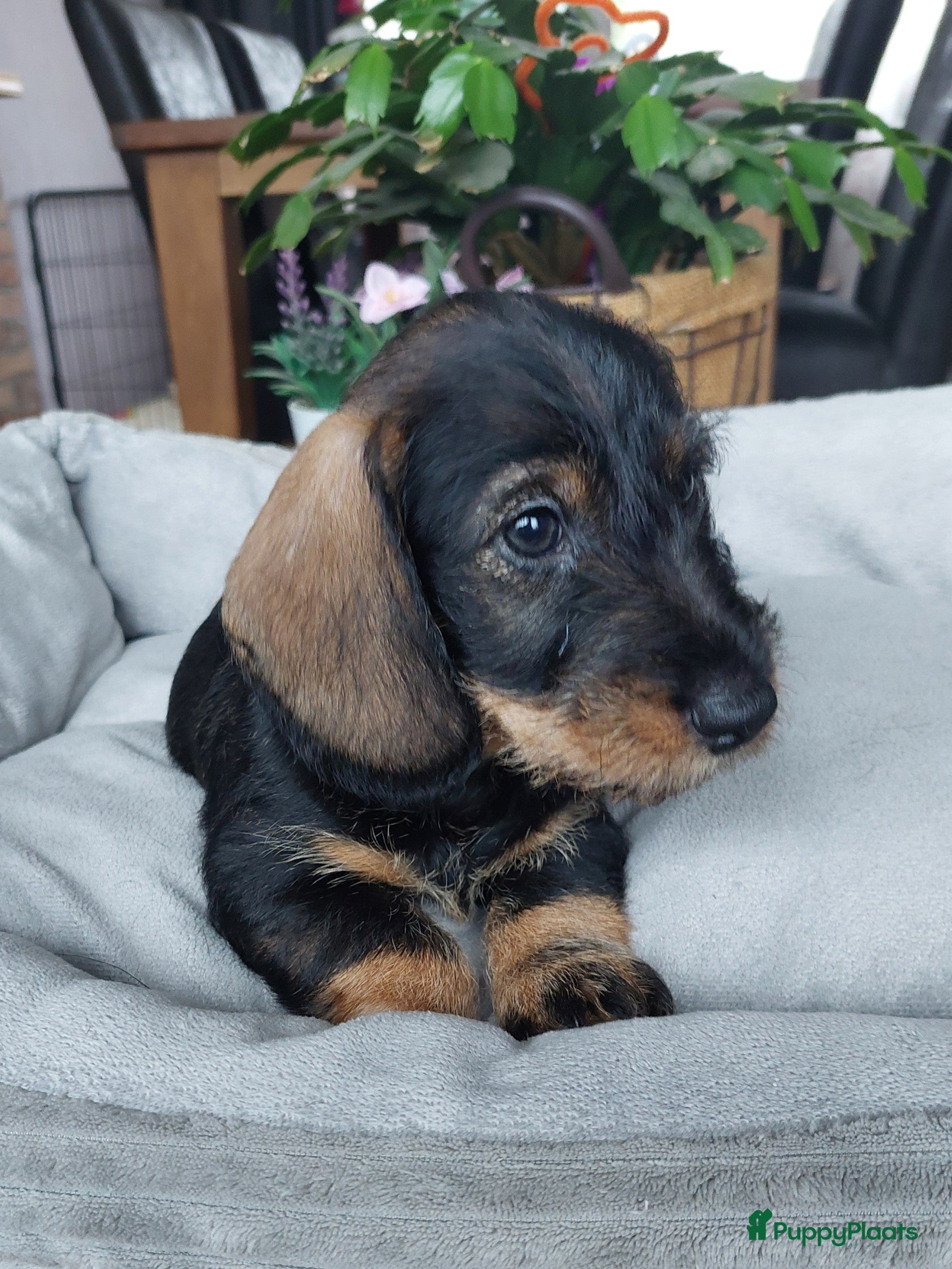 Ruwhaar Teckel honden 4 prachtige ruwhaar dwergteckels te koop, - Advertentie 2