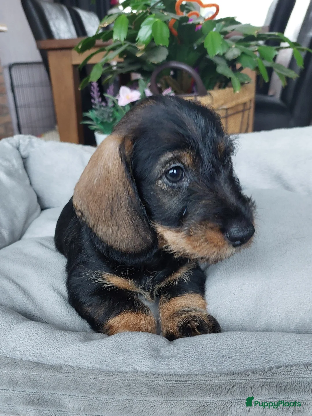 Ruwhaar Teckel honden te koop: 4 prachtige ruwhaar dwergteckels te koop, - Advertentie 2