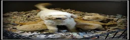 Labradoodle honden te koop: Labradoodle F4 pup teefje +/- 45cm - Advertentie 4