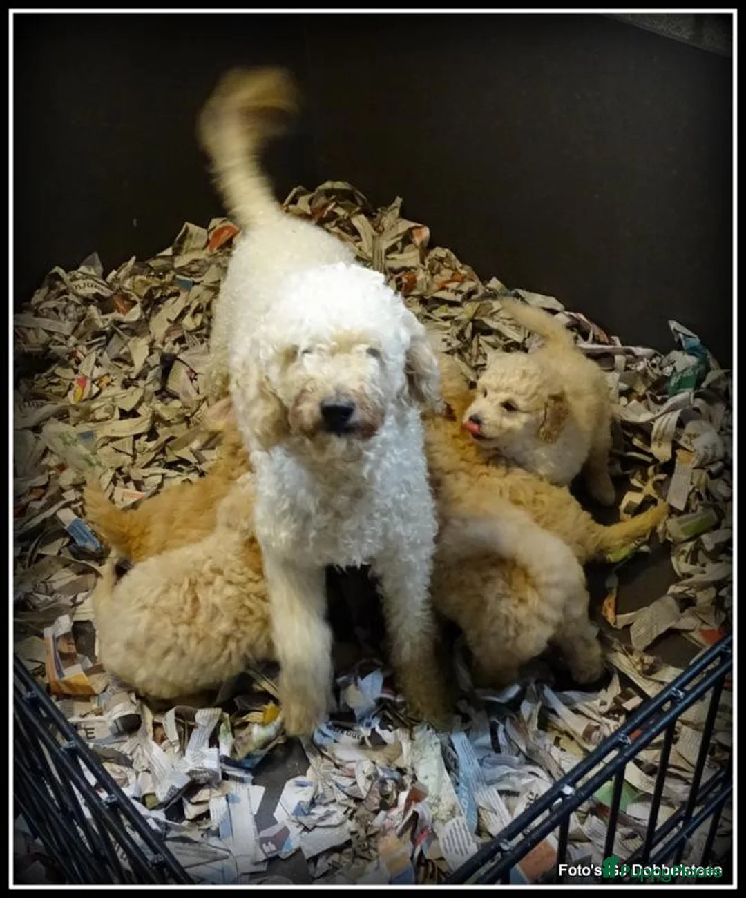 Labradoodle honden te koop: Labradoodle F4 pup teefje +/- 45cm - Advertentie 4