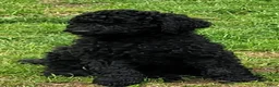 Australian Labradoodle honden te koop: Aust. Labradoodle – sociaal&hypoallergeen - Advertentie 11