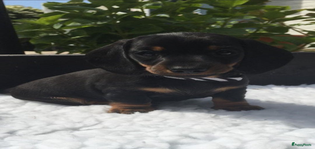 Galerij afbeelding {{count}}