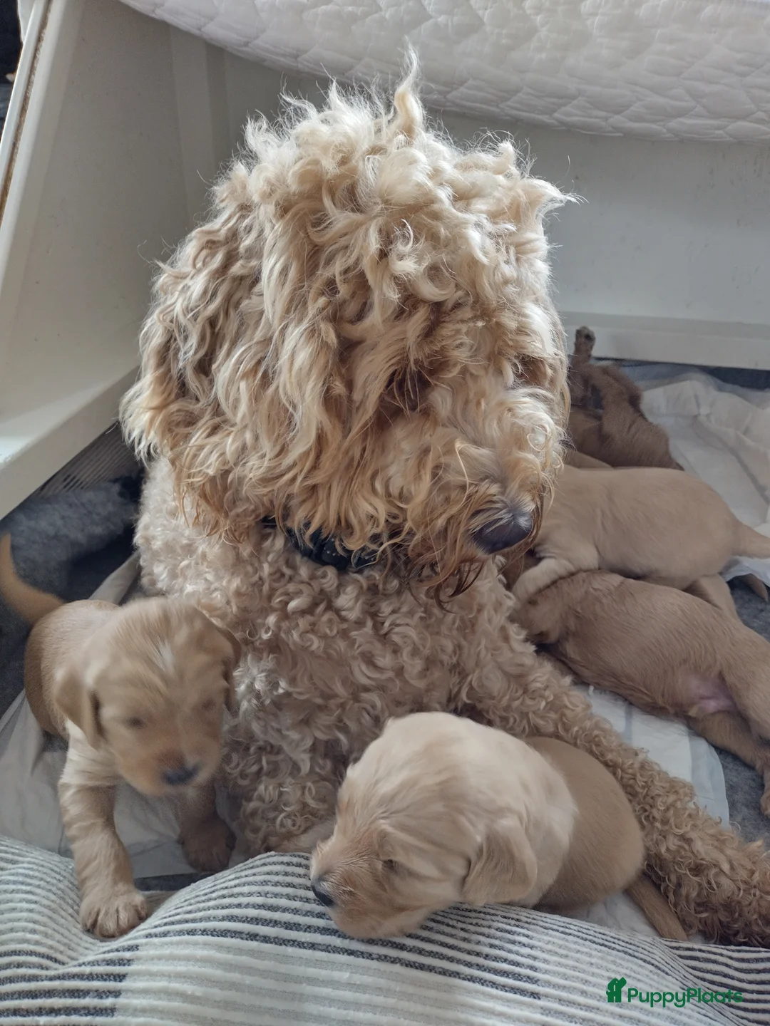Kruising honden te koop: Goldendoodle/Labradoodle puppies te koop - Advertentie 1