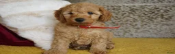 Maltipoo honden te koop: maltipoo pup beide ouders aanwezig en getest - Advertentie 3