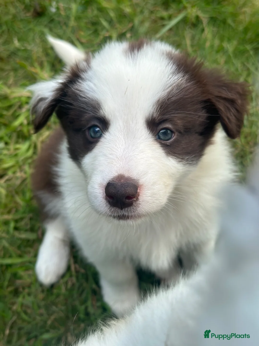Border Collie honden te koop: Nog 2 mooie border collie dametjes - Advertentie 14