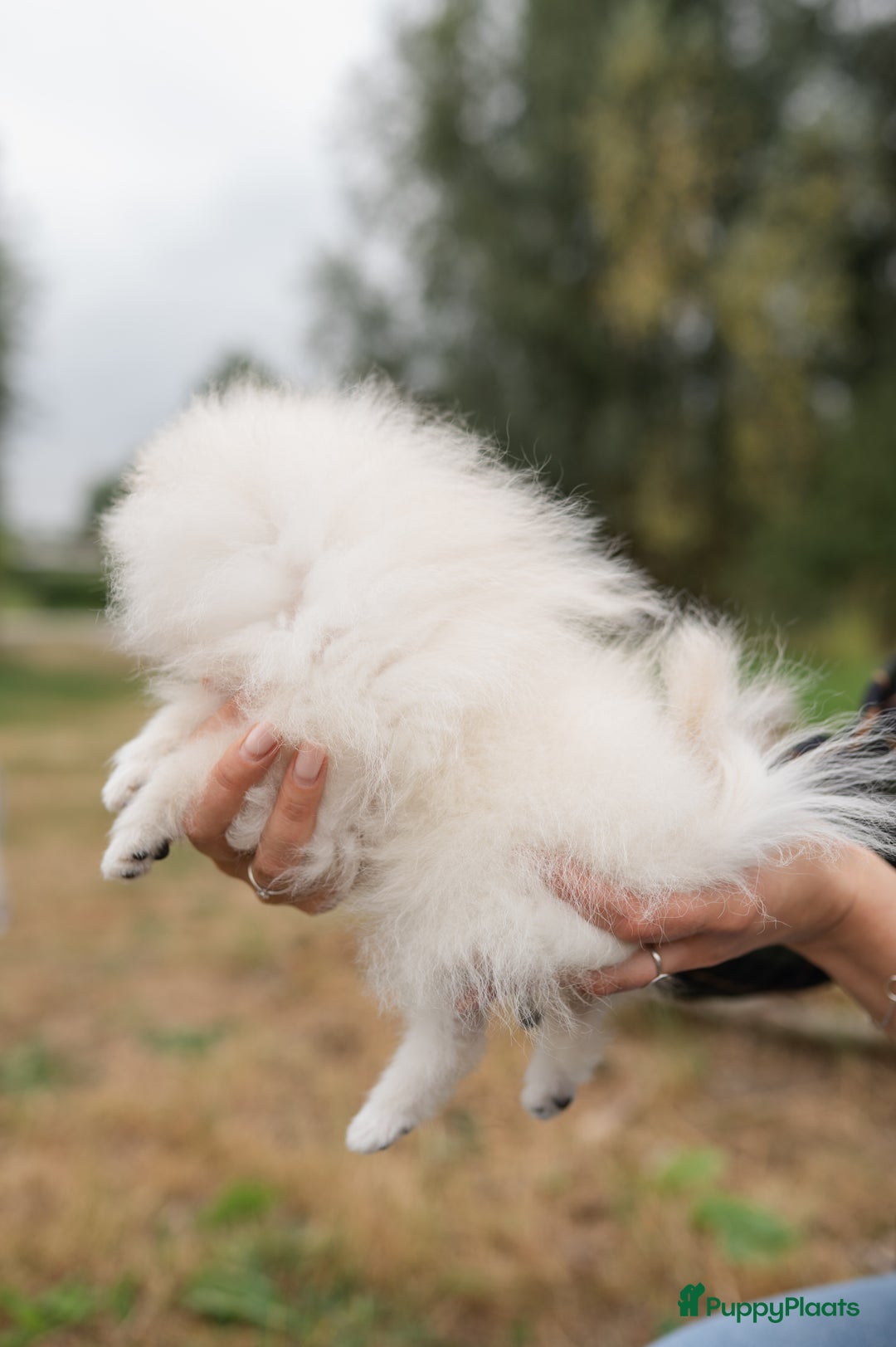 Pomeriaan honden te koop: Pomeranian Mila❤️ - Advertentie 4
