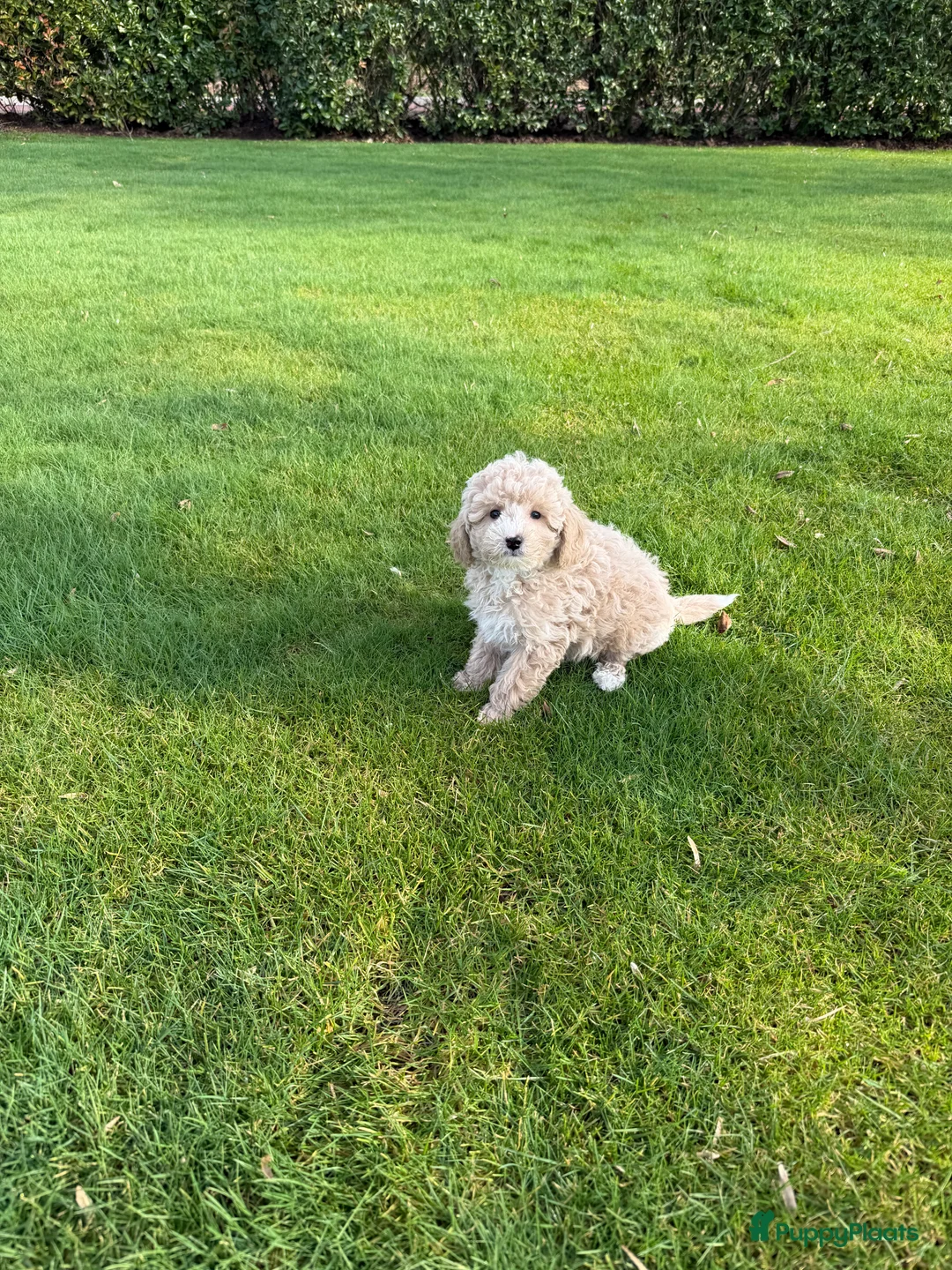 Labradoodle honden te koop: Mini Doodle (Poedel x Mini Labradoodle) pups - Advertentie 13