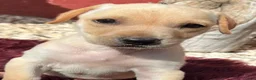 Kruising honden ter adoptie: hicha deze lieve meid zoekt haar gouden mandje  - Advertentie 11