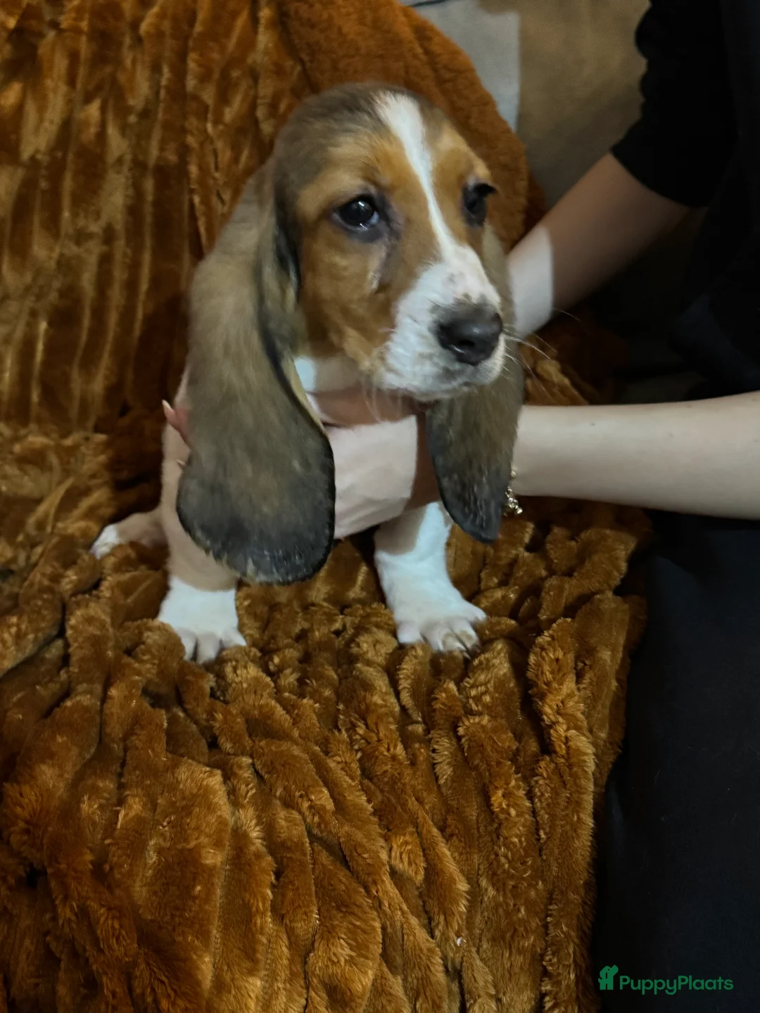 Basset Hound honden te koop: Basset hound pups - Advertentie 6