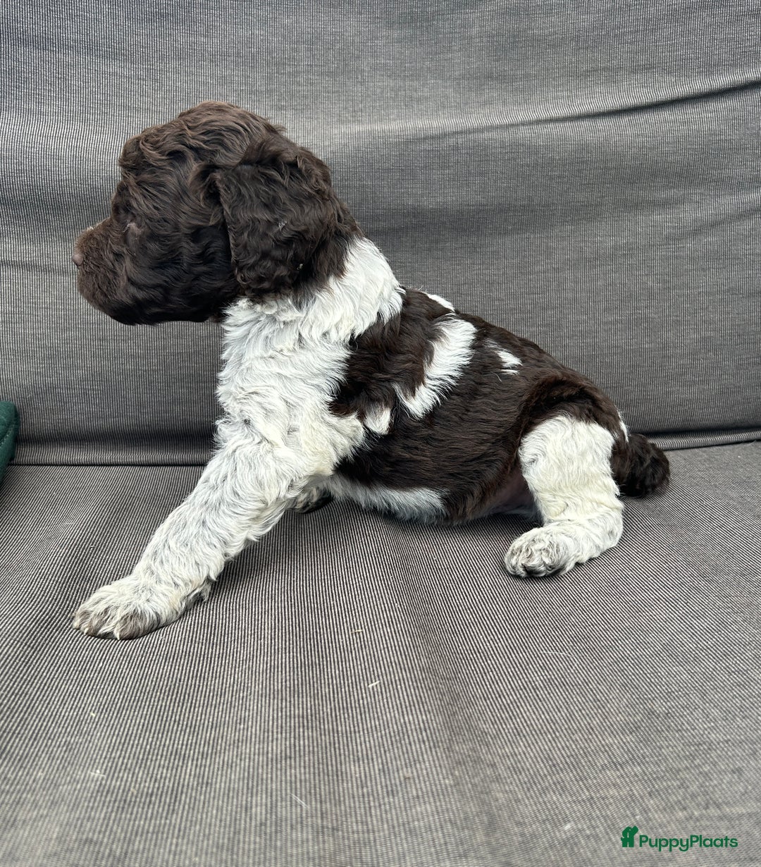 Heidewachtel honden te koop: Prachtige HeideDoodle pups in Mierlo - Afbeelding 12