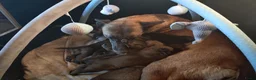 Mechelse Herder honden te koop: Super mooie mechelse herder pups  - Advertentie 5