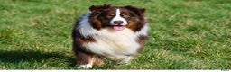 Australian Shepherd honden te koop: Australische herders pups - geboren 17 december - Advertentie 2