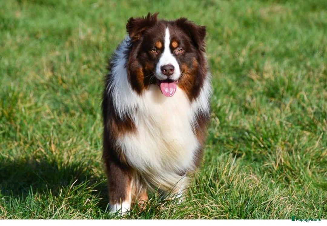 Australian Shepherd honden te koop: Australische herders pups - geboren 17 december - Advertentie 2