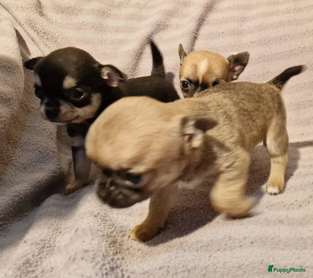 Chihuahua honden te koop: Knap wildkleur chihuahua teefje - Advertentie 20