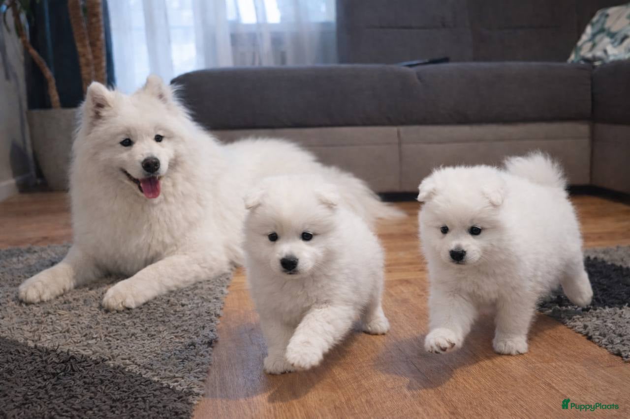 Samojeed honden Samojeed pups  - Advertentie 1