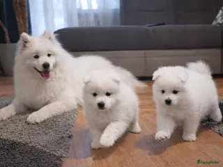 Samojeed honden Samojeed pups - Advertentie 1