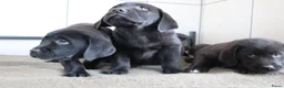 Labrador Retriever honden te koop: Hele lieve labrador pups te koop! - Advertentie 9