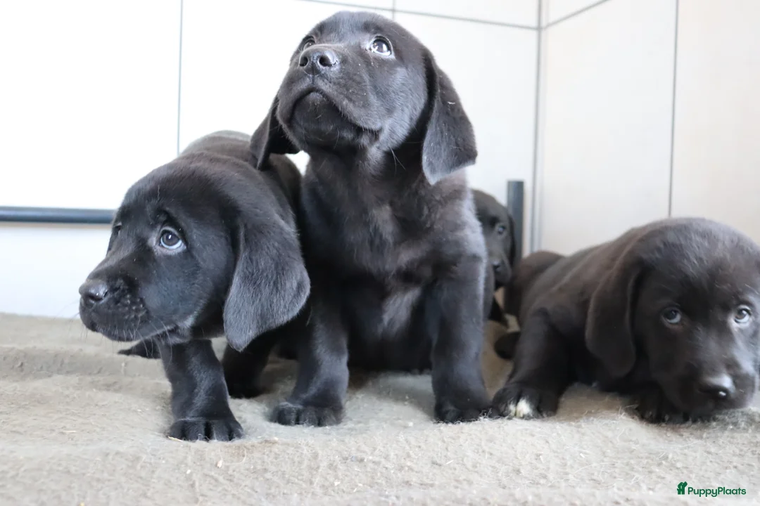 Labrador Retriever honden te koop: Hele lieve labrador pups te koop! - Advertentie 9