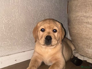 Labrador Retriever honden Mooie labrador pups - Advertentie 14