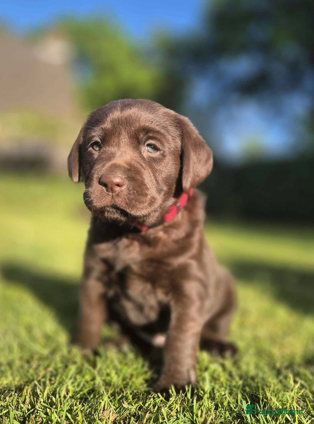Labrador Retriever honden te koop: Labrador  in Heesch - Afbeelding 3