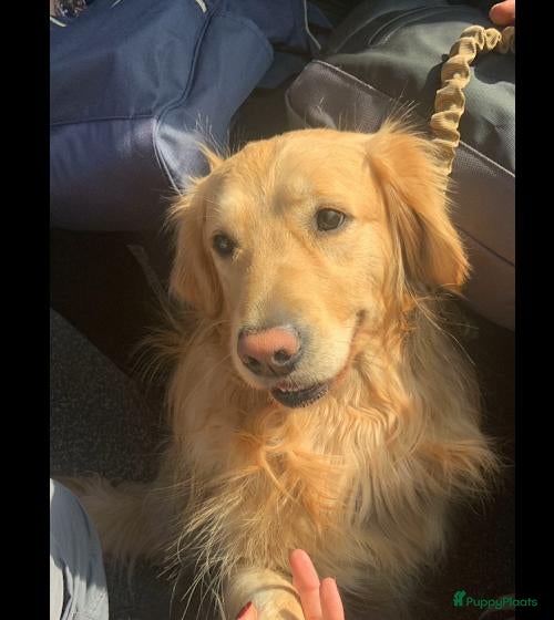 Golden Retriever honden Golden Retriver  - Advertentie 2