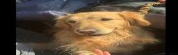 Golden Retriever honden te koop: Golden Retriver  in Utrecht - Advertentie 1