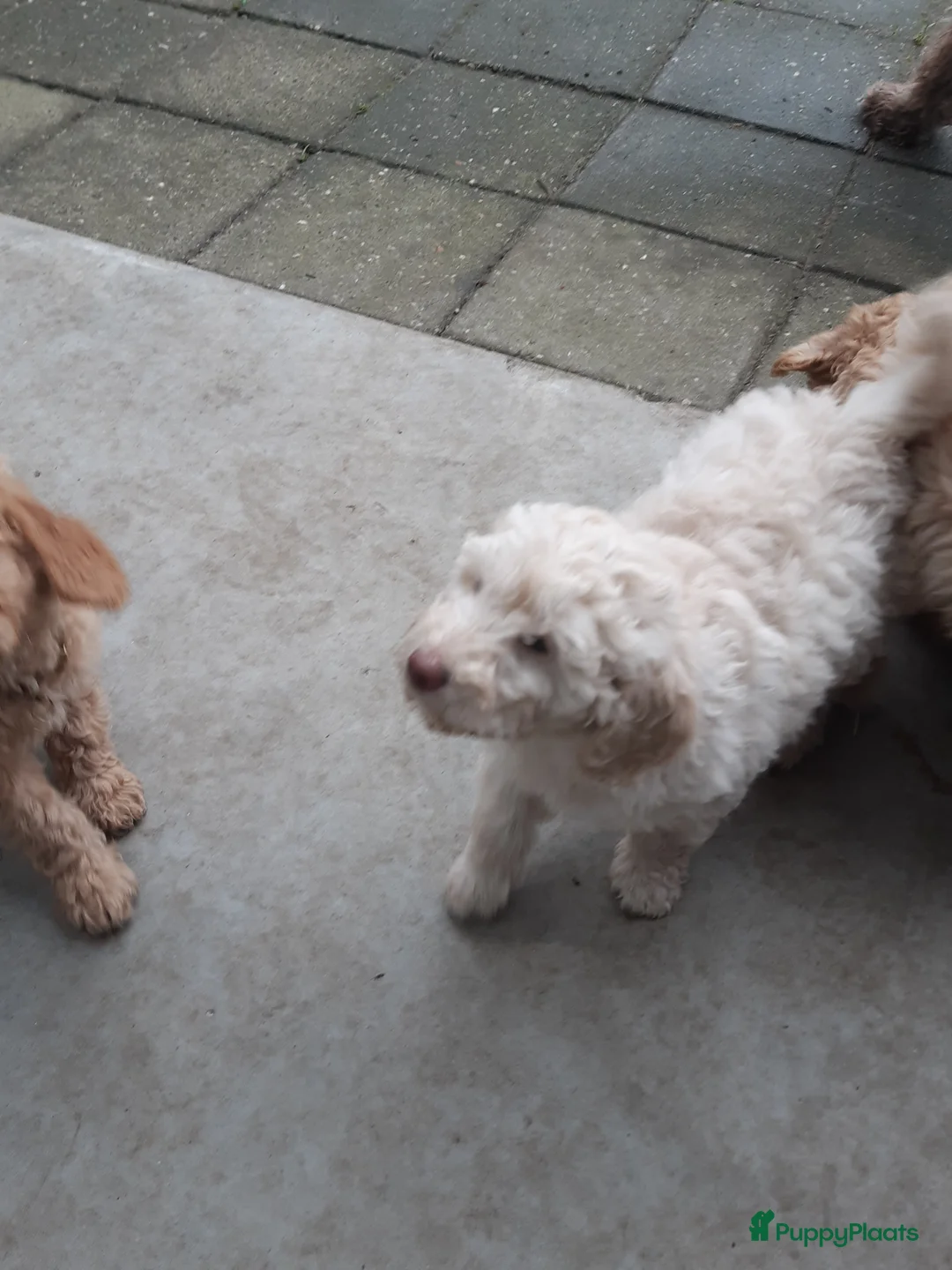 Labradoodle honden te koop: Labradoodle puppy's laatste 2! - Advertentie 6