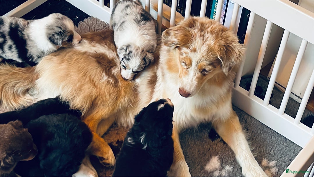 Australian Shepherd honden te koop: Prachtige pups Australian shepherd X Pomsky  - Afbeelding 10