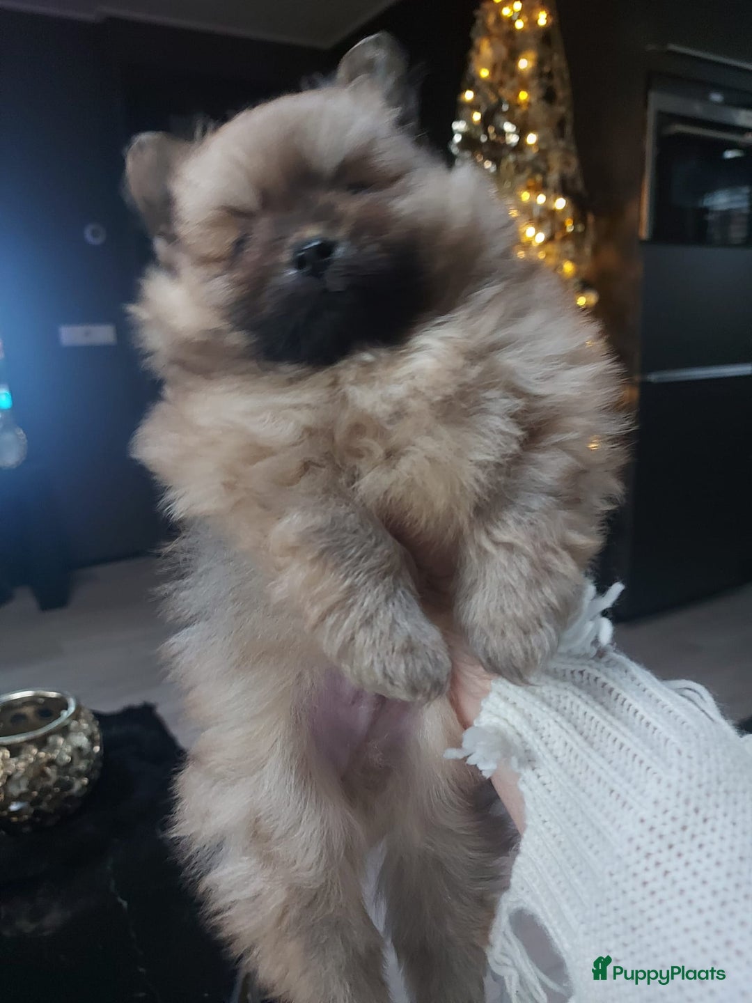 Pomeriaan honden te koop: Pomriaan puppy s - Advertentie 3