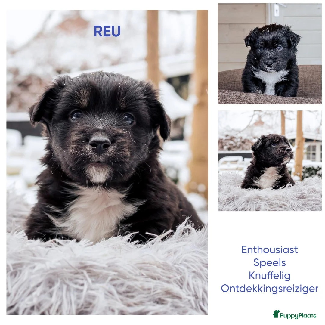 Kruising honden te koop: Unieke kruising met populaire rassen! - Advertentie 6