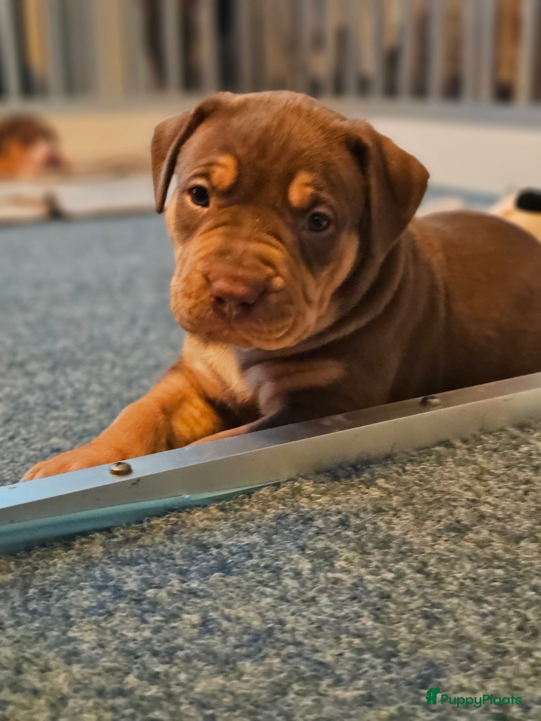 Amerikaanse Bully honden te koop: Pups Bully XL beide ouders kampioen - Advertentie 12