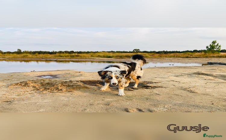 Australian Shepherd honden Prachtig nestje raszuivere Australian Shepherds - Advertentie 1
