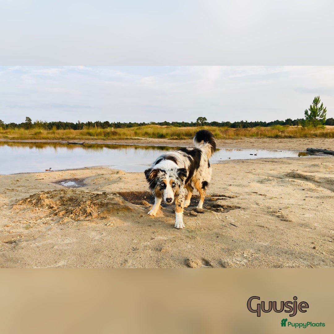 Australian Shepherd honden te koop: Prachtig nestje raszuivere Australian Shepherds - Advertentie 1