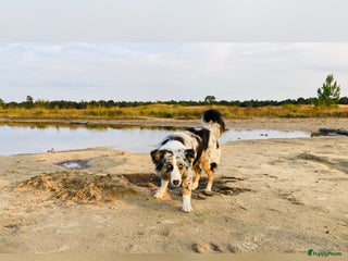 Australian Shepherd honden Prachtig nestje raszuivere Australian Shepherds - Advertentie 8