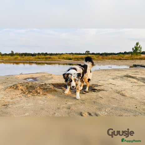 Australian Shepherd honden Prachtig nestje raszuivere Australian Shepherds - Advertentie 1