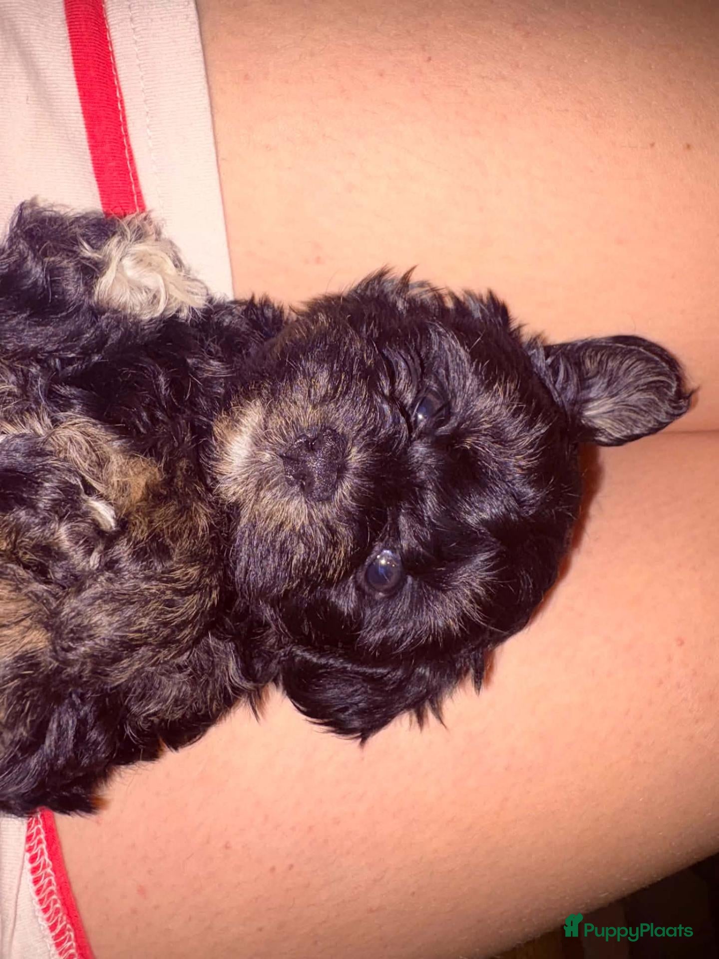 Kruising honden Yorkiepoo Yorkshire Terrier X Toypoedel  - Advertentie 2