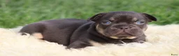 Franse Bulldog honden te koop: Franse Bulldog pups - Advertentie 9