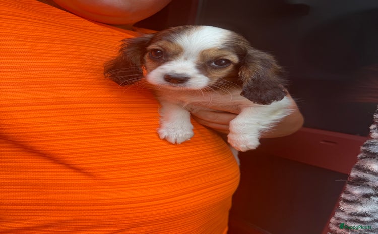 Kruising honden - Advertentie 1