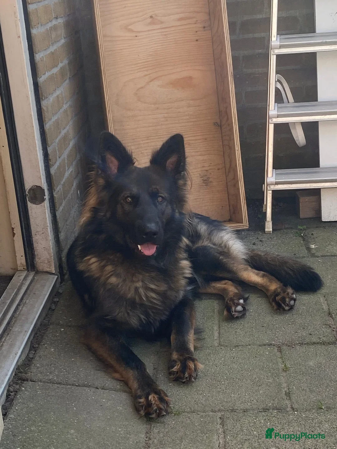 Duitse Herder honden ter adoptie: Duitse Herder Langstokhaar zoekt een nieuwe thuis  - Advertentie 7