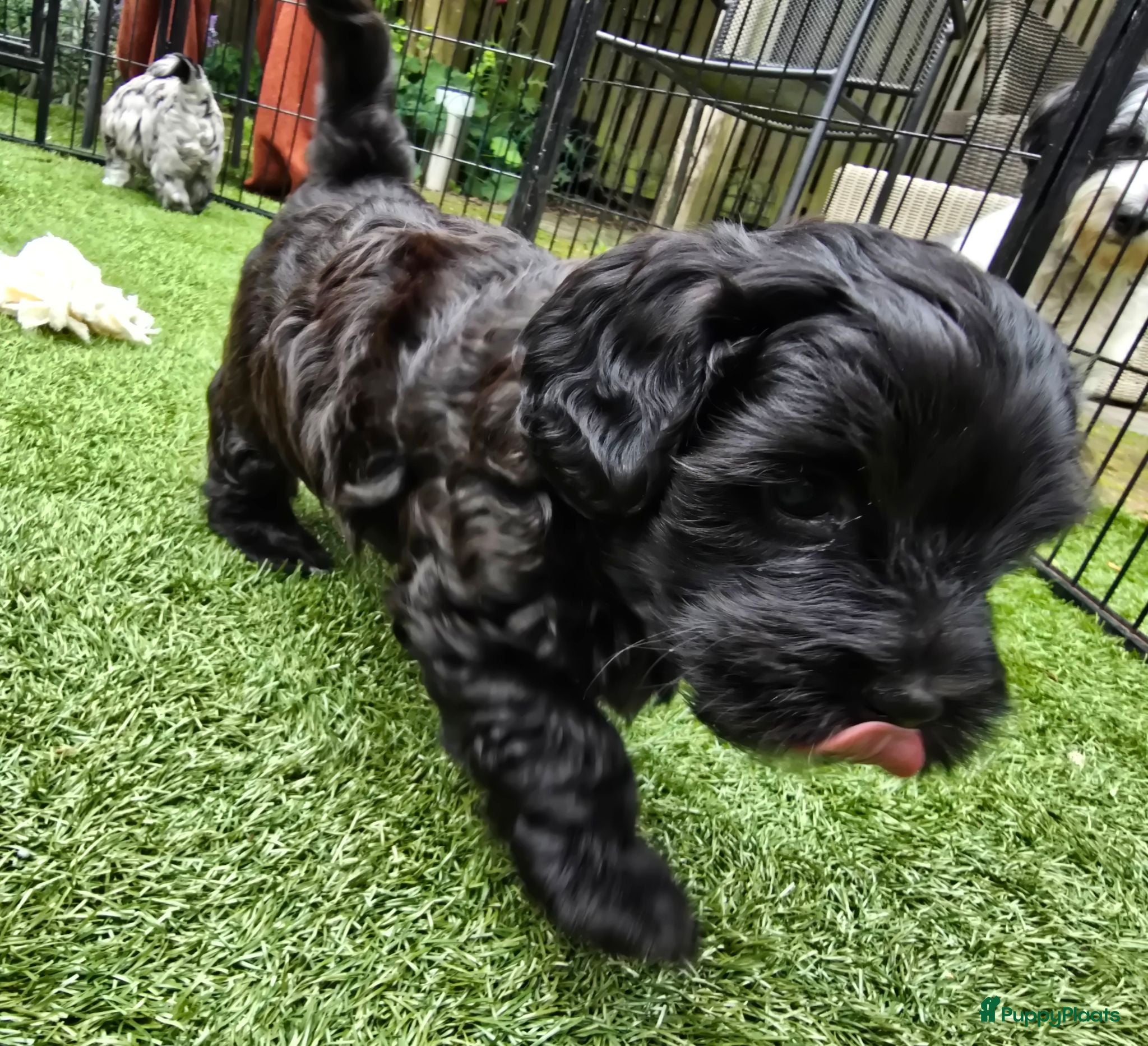 Kruising honden Prachtige pup - Advertentie 2