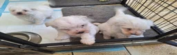 Kruising honden te koop: Maltichon - Advertentie 7
