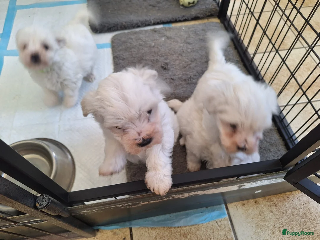 Kruising honden te koop: Maltichon - Advertentie 7