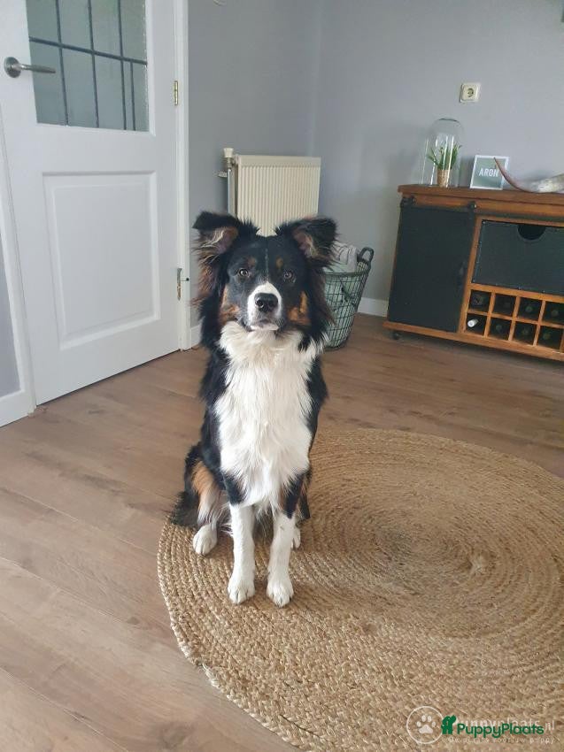 Kruising honden Mooie dekreu aangeboden Australische herder x border collie in 't Harde - Advertentie 2