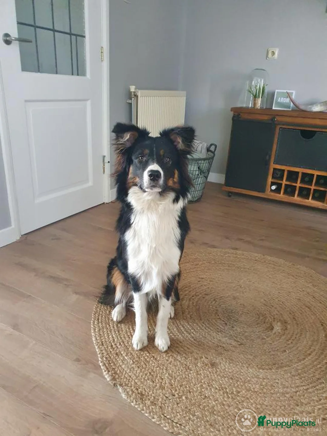 Kruising honden ter dekking: Mooie dekreu aangeboden Australische herder x border collie in 't Harde - Advertentie 2